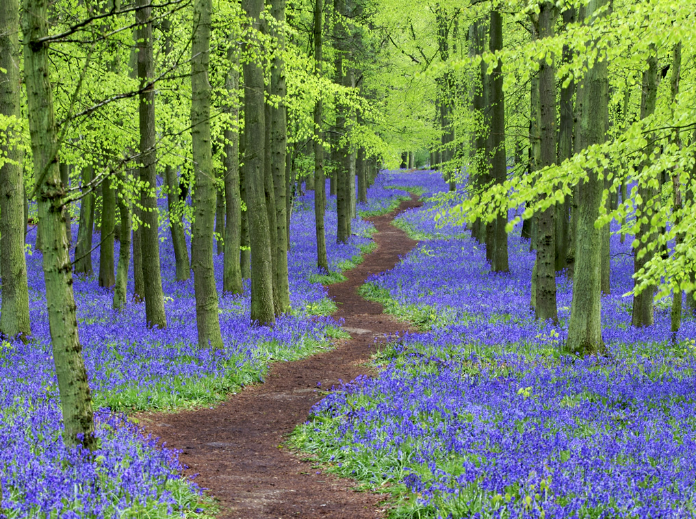 Calming photo of winding path through trees and bluebell woods